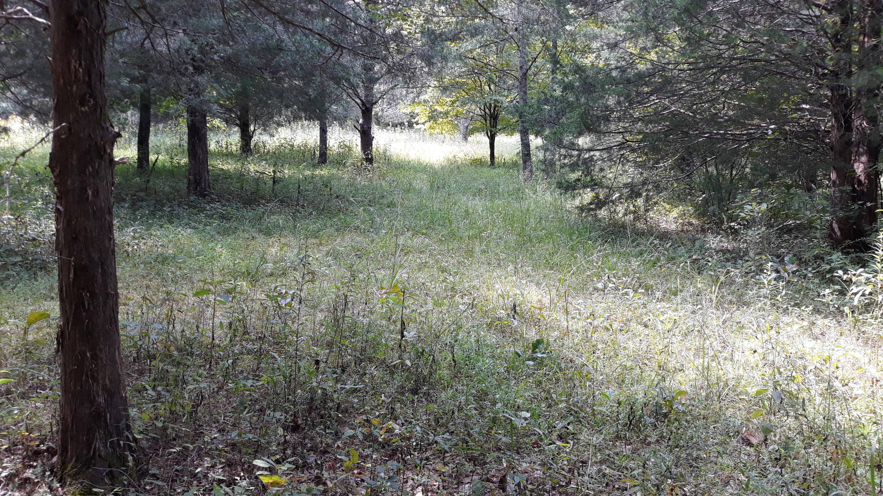 0 Judson Road Strawberry Plains, TN 37871 - Photo 30 of 34 20200916_142127