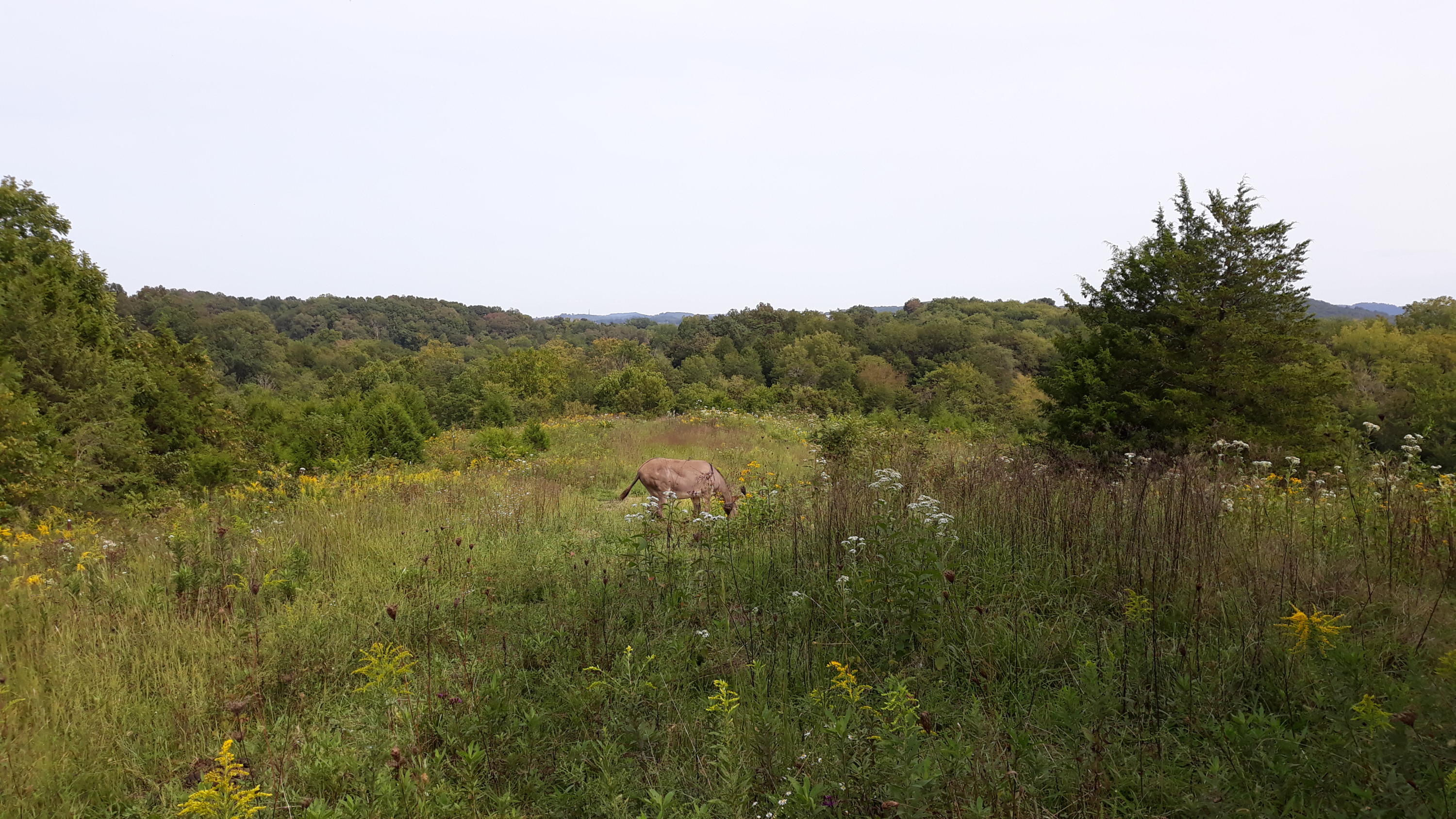 0 Judson Road Strawberry Plains, TN 37871 - Photo 6 of 34 20200916_153306