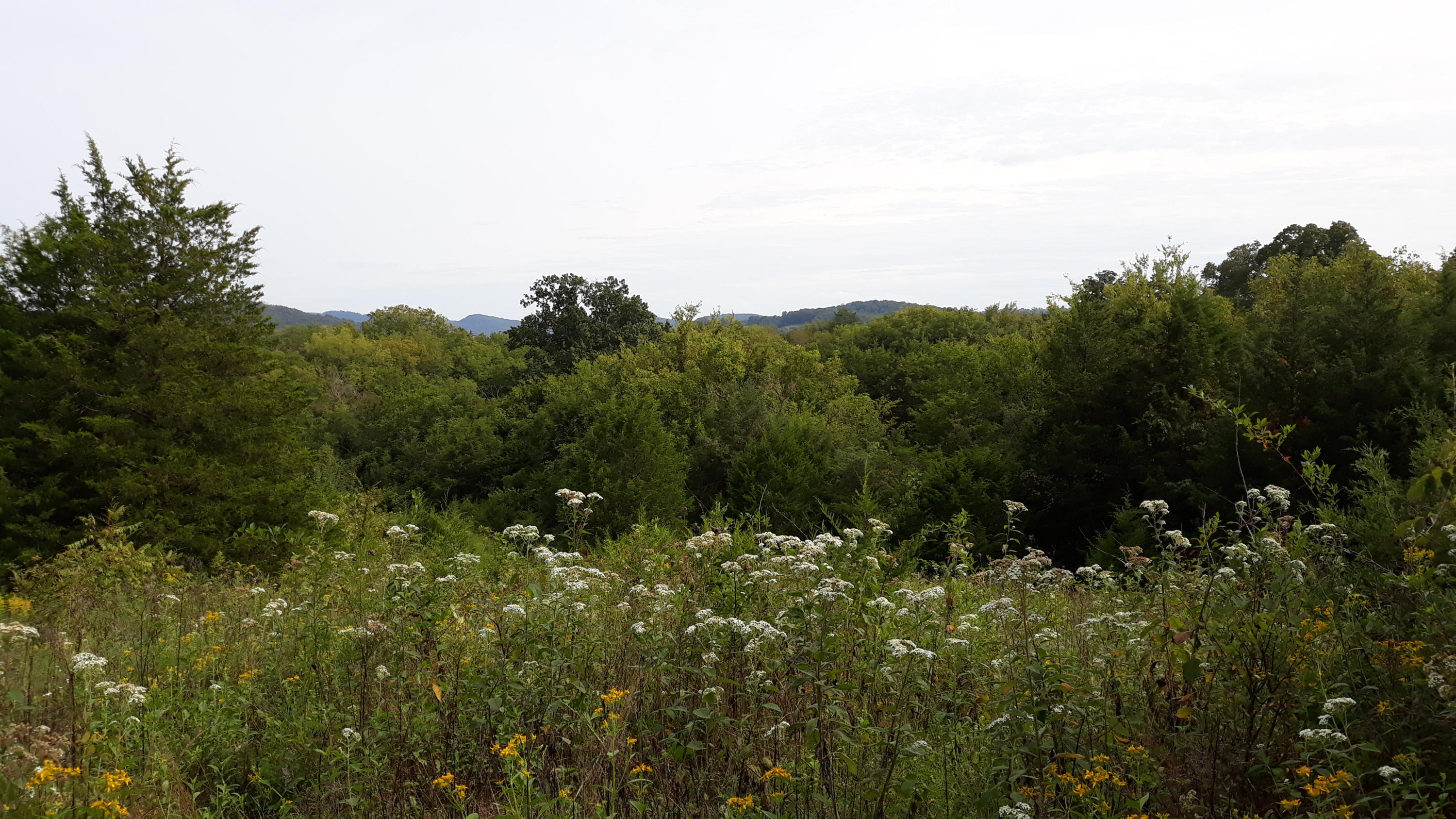 0 Judson Road Strawberry Plains, TN 37871 - Photo 7 of 34 20200916_153404