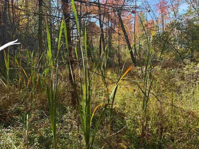 $199,900 | 0 Green Mountain Road, Effingham, NH 03882