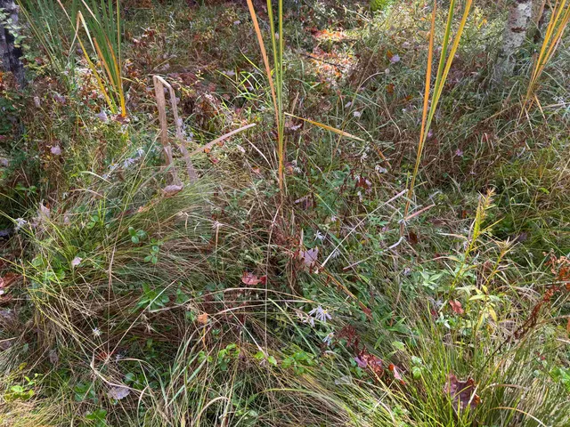 $199,900 | 0 Green Mountain Road, Effingham, NH 03882