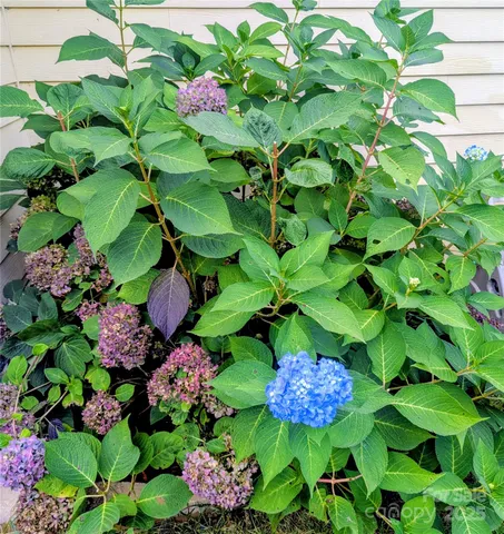 a bunch of flowers with lots of flowers