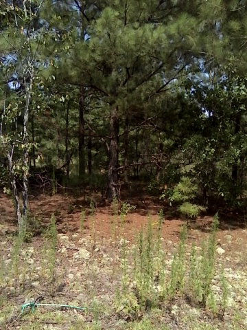 Yale Road Salley, SC 29137 - Photo 1 of 1 Main View