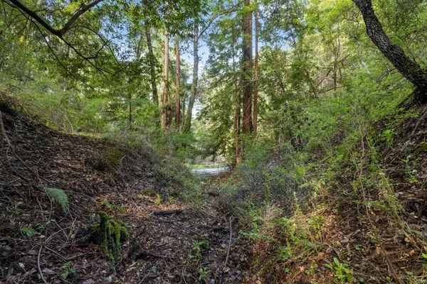 a view of a forest with lots of trees