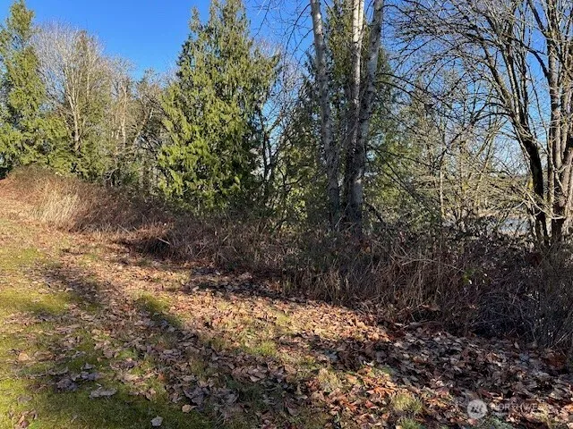 a view of a yard with plants and trees