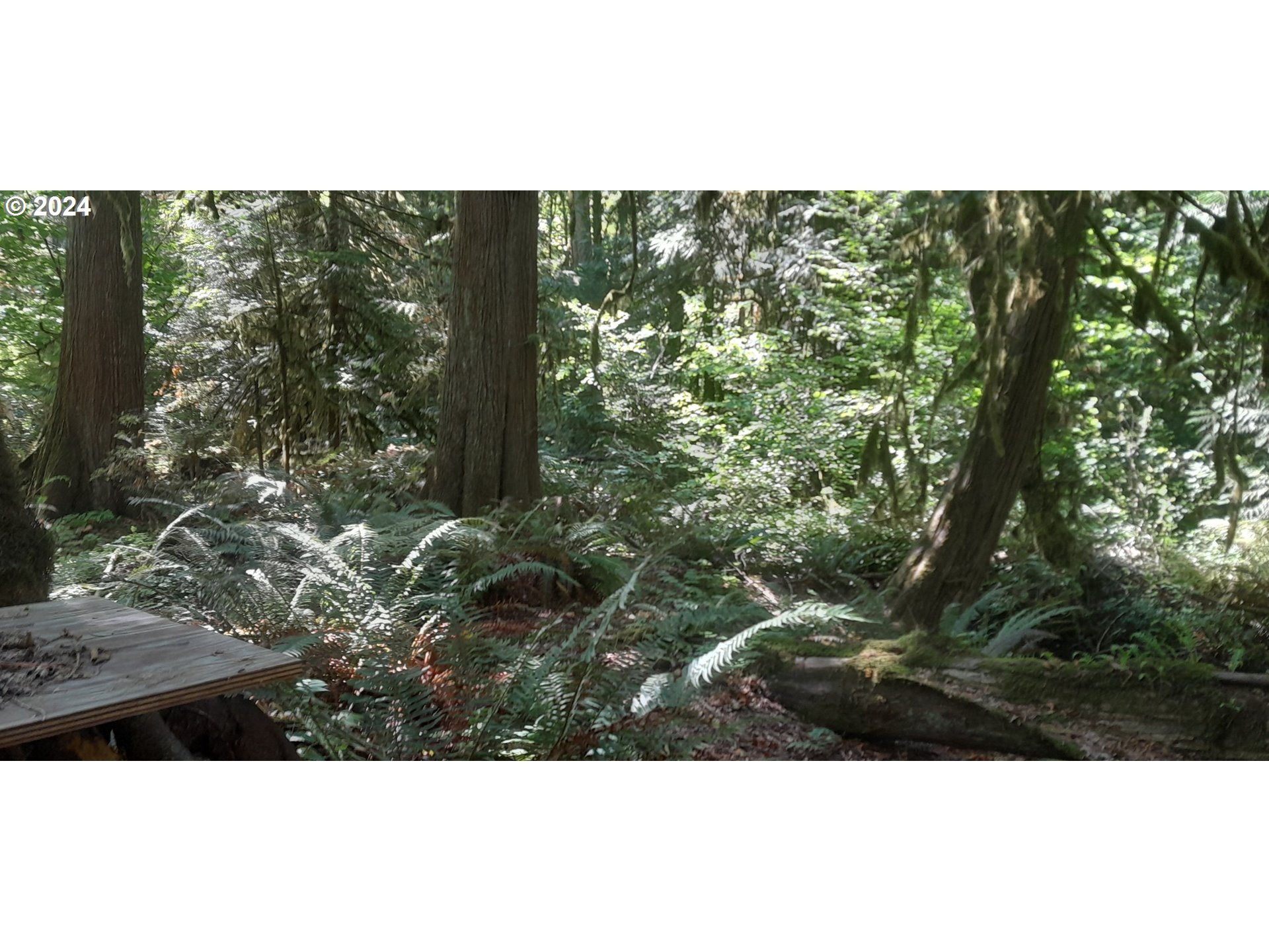 24111 Northwest Meacham Road North Plains, OR 97133 - Photo 18 of 35 a view of a forest with a tree