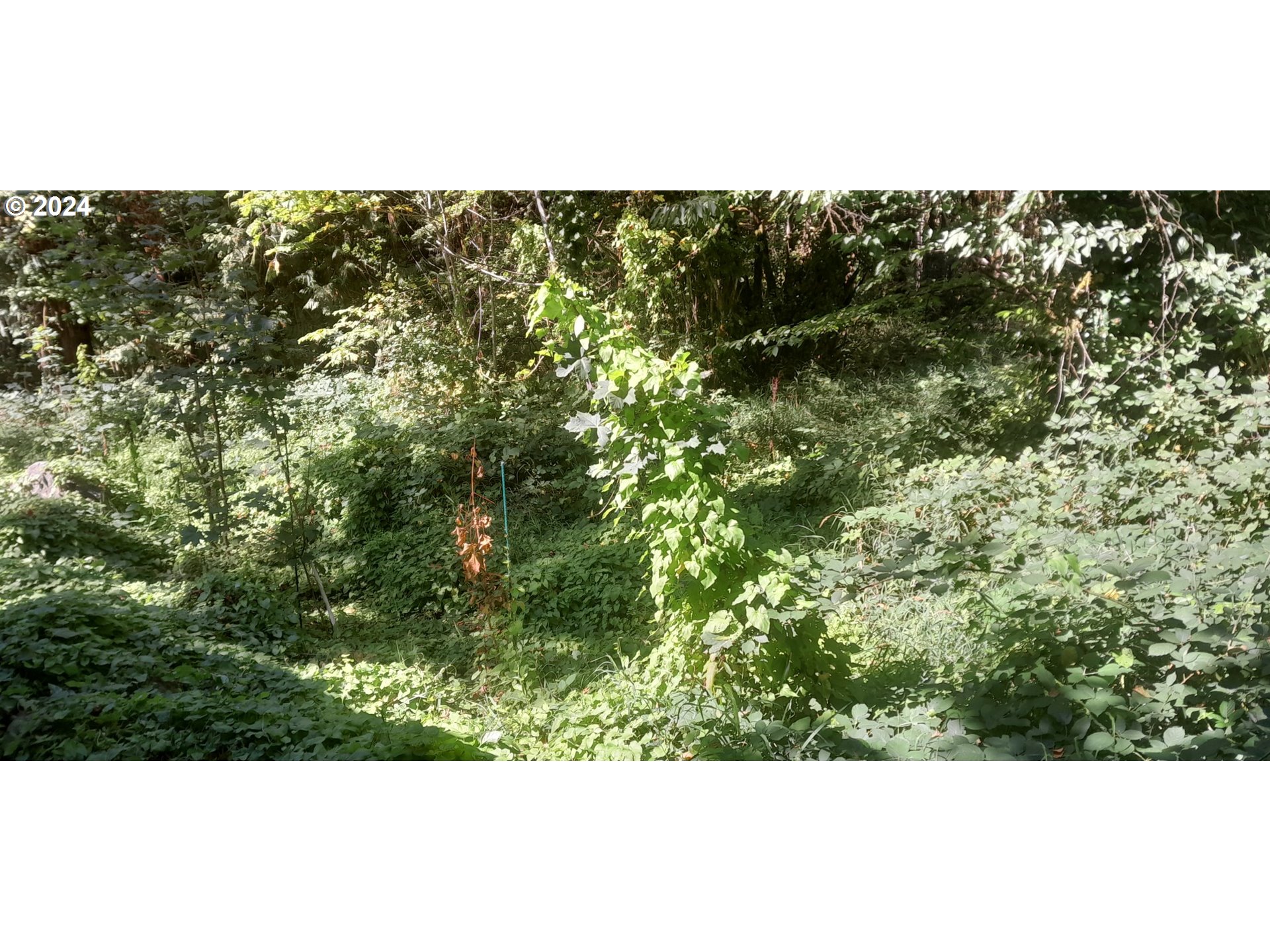 24111 Northwest Meacham Road North Plains, OR 97133 - Photo 5 of 35 a view of a green field