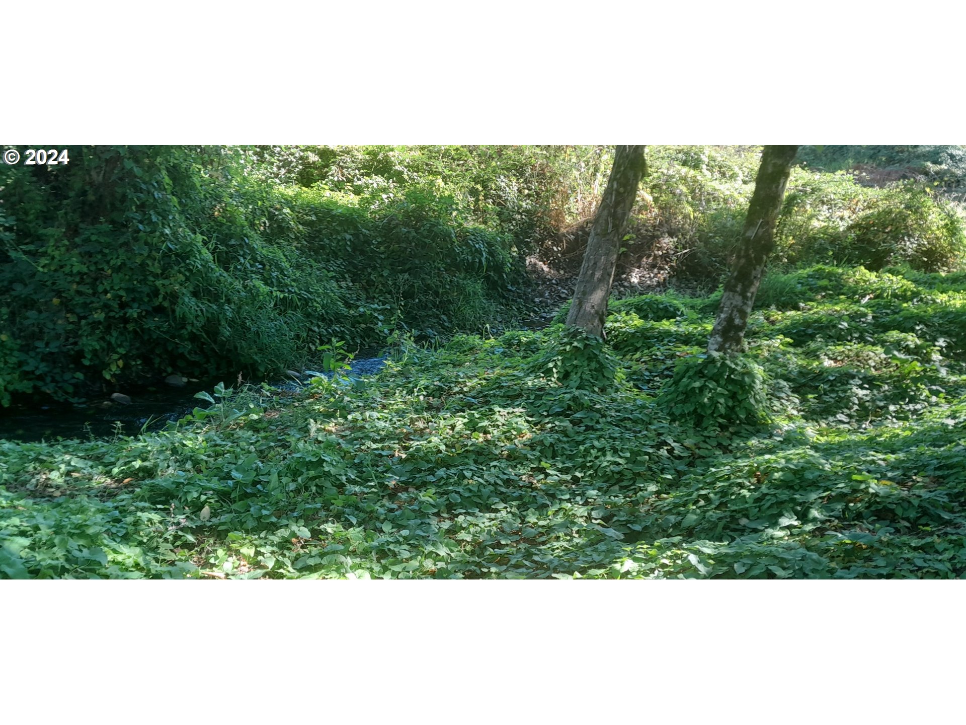 24111 Northwest Meacham Road North Plains, OR 97133 - Photo 6 of 35 a view of a forest with a street
