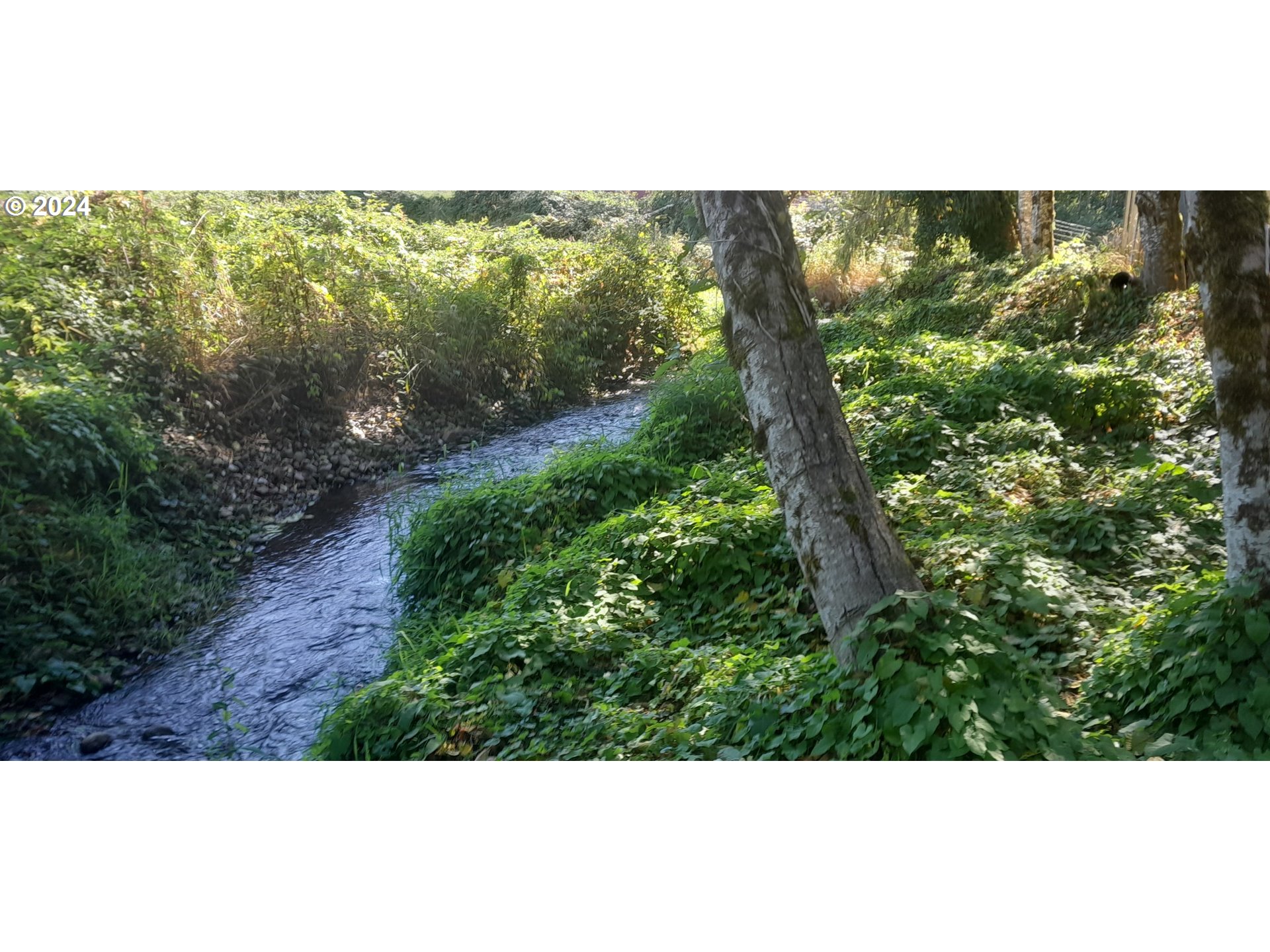 24111 Northwest Meacham Road North Plains, OR 97133 - Photo 10 of 35 a view of a green yard with large trees