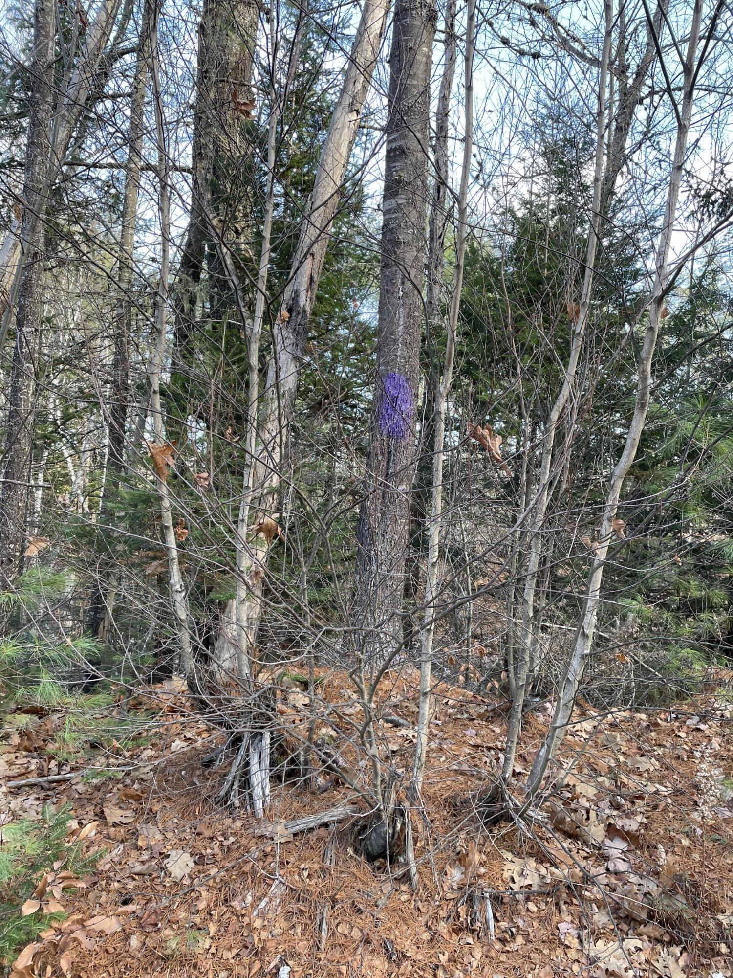 Lot 40 Lord Brook Road Burlington, ME 04417 - Photo 2 of 5 Lot 40 Lord Brook Rd