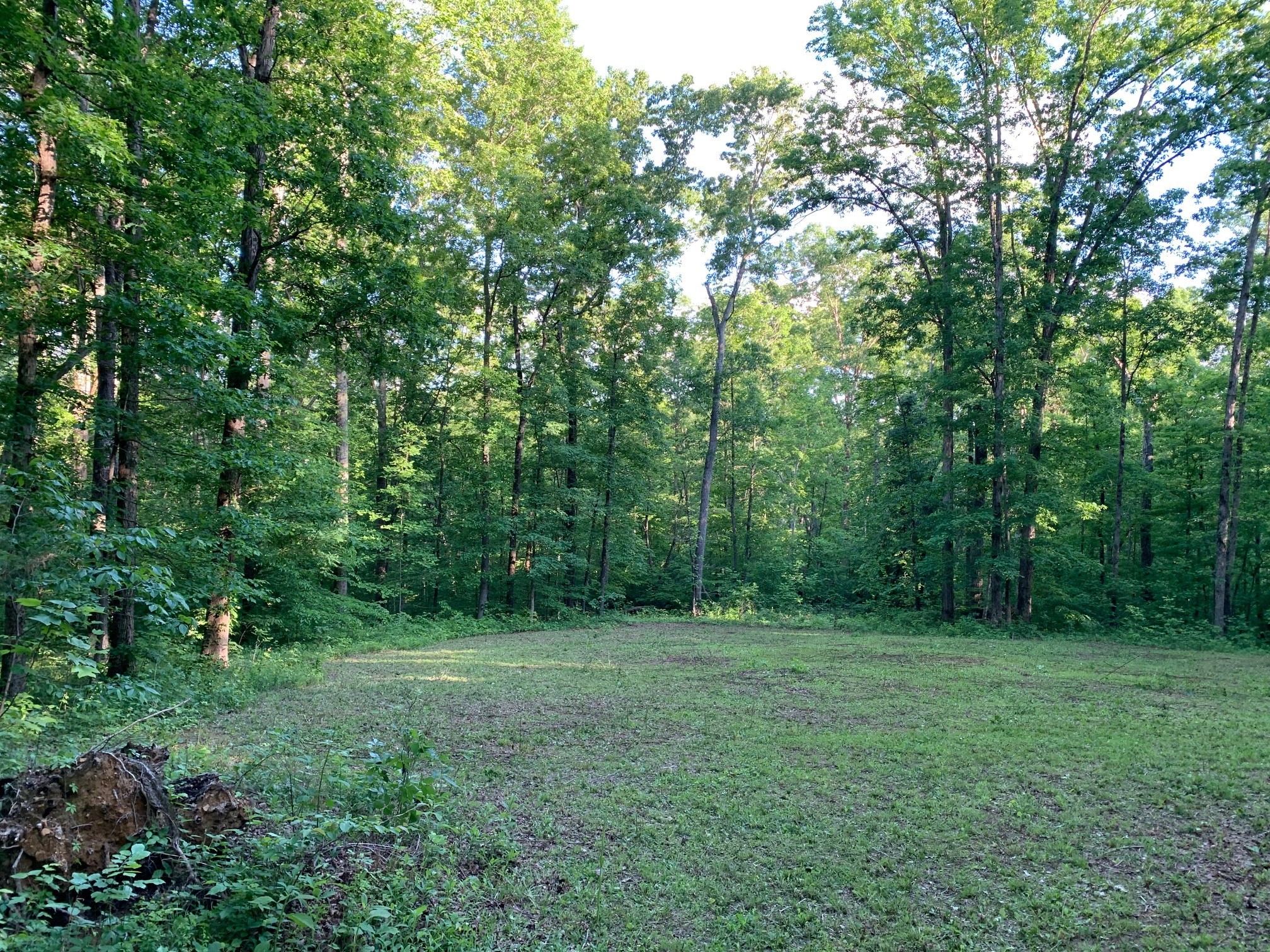 7890 Oscar Green Road Primm Springs, TN 38476 - Photo 52 of 52 a big yard with lots of green space and deers