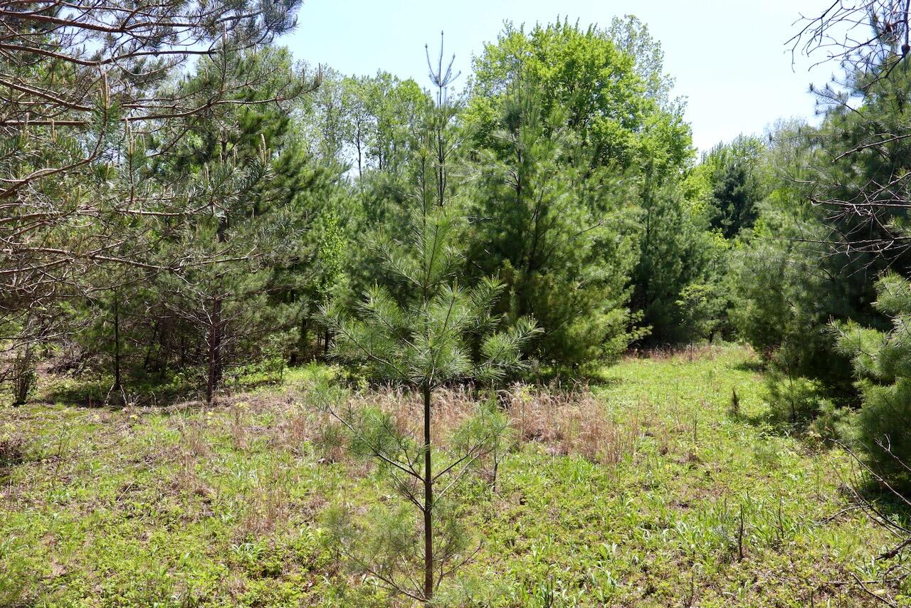 0 East Highwood Road Beaverton, MI 48612 - Photo 39 of 67 IMG_2506