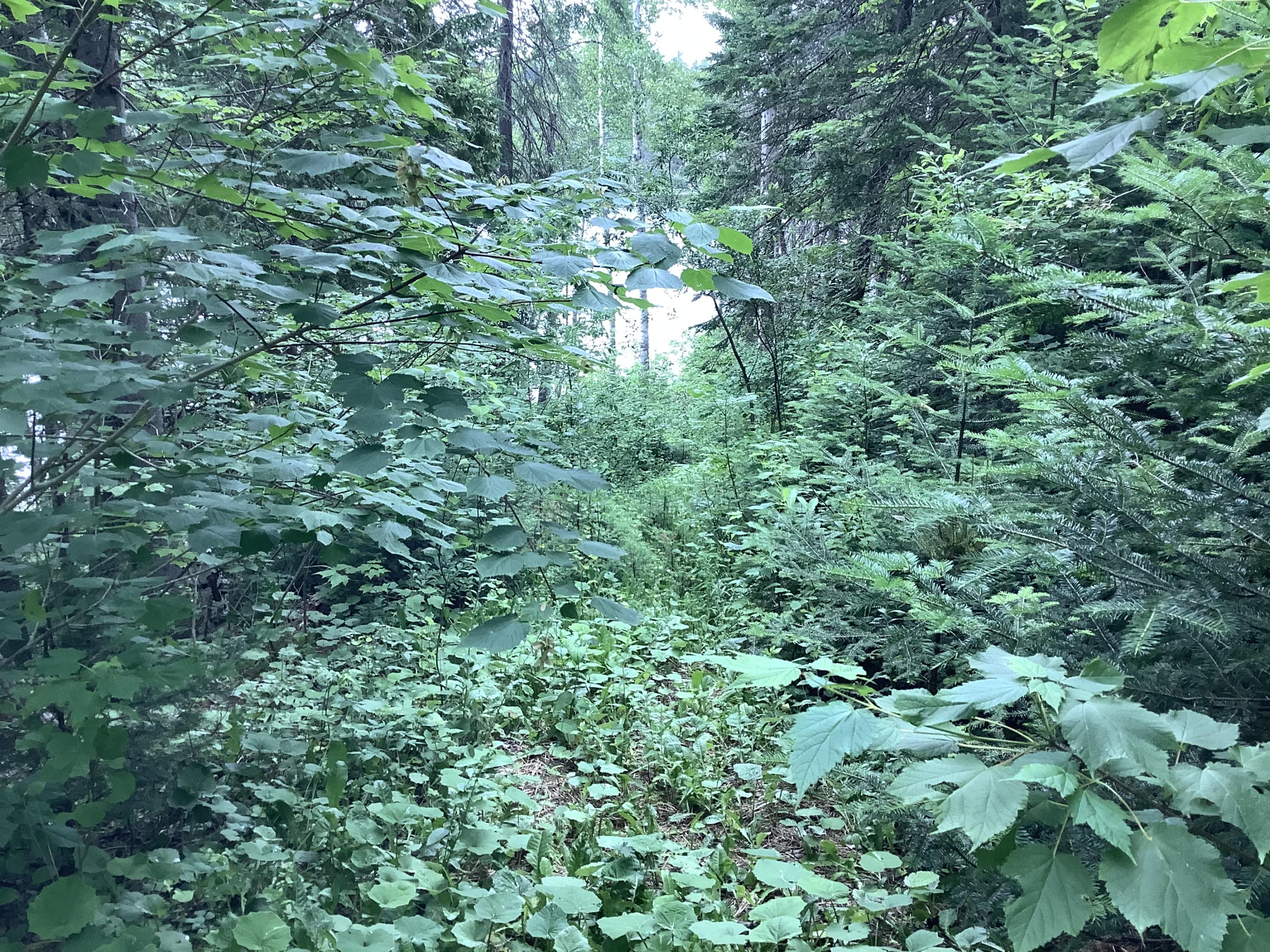 1780 Hamlin Road Van Buren, ME 04785 - Photo 21 of 61 620838A4-F2F8-46ED-A86B-A6E3CED2FBE9