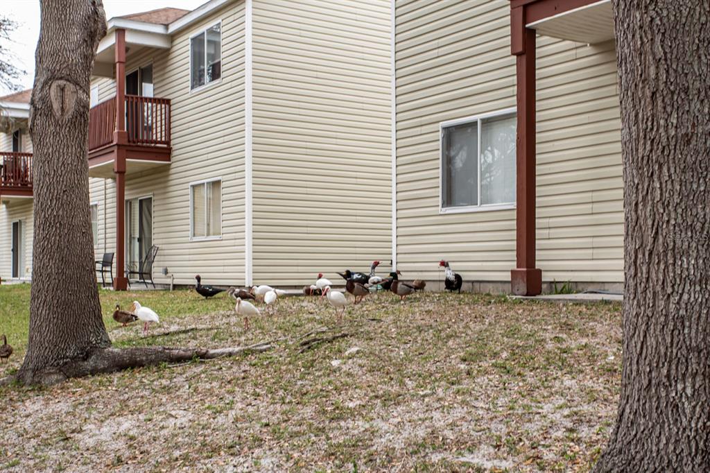 6740 Moonglow Drive, Unit 101 Port Richey, FL 34668 - Photo 36 of 39 a backyard of a house