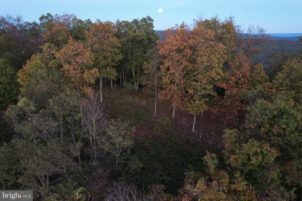 a view of a forest with a tree in the background
