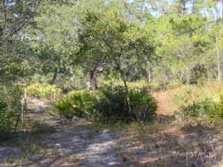 4454 Armitage Road Gulf Breeze, FL 32563 - Photo 1 of 1 Pretty wooded 1.17 acre parcel--High and Dry.