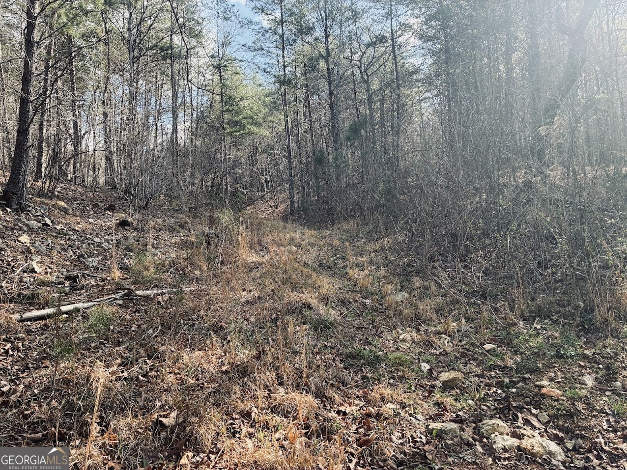 0 County Road 709 Valley Head, AL 35989 - Photo 11 of 36