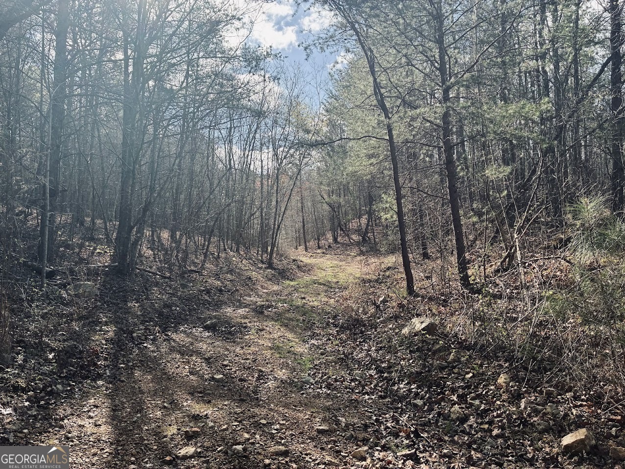 0 County Road 709 Valley Head, AL 35989 - Photo 13 of 36