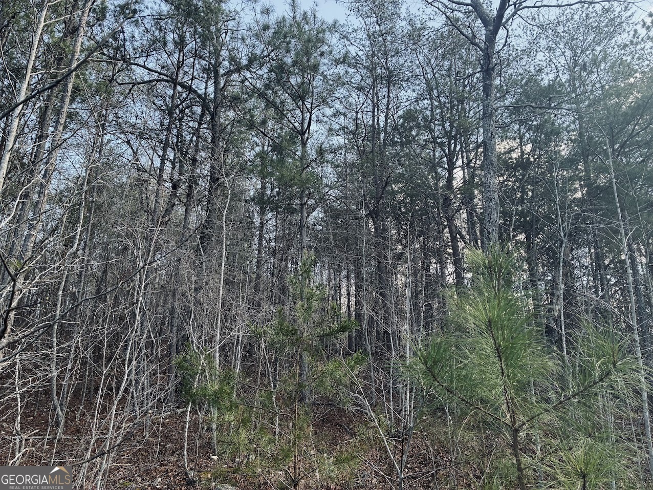 0 County Road 709 Valley Head, AL 35989 - Photo 15 of 36
