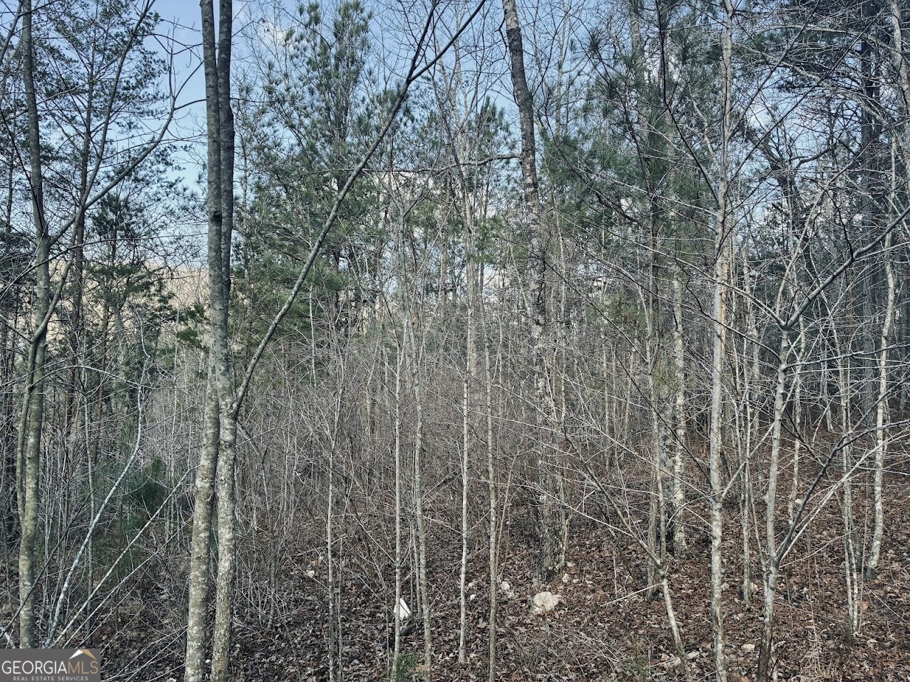 0 County Road 709 Valley Head, AL 35989 - Photo 16 of 36