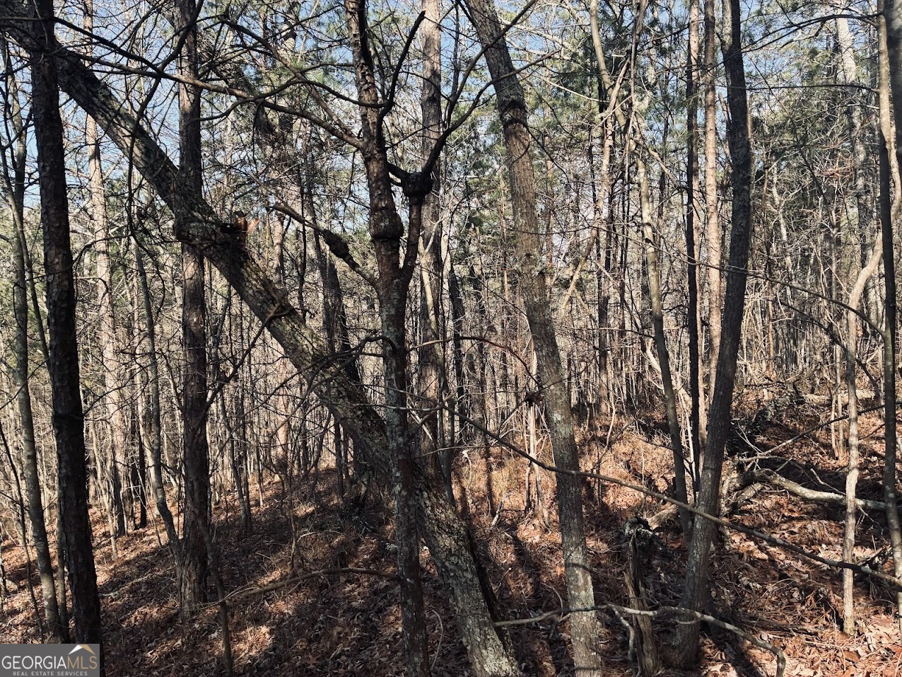 0 County Road 709 Valley Head, AL 35989 - Photo 19 of 36