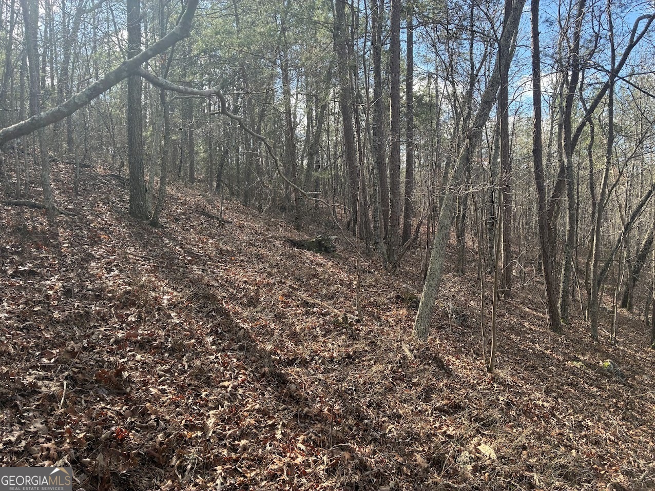 0 County Road 709 Valley Head, AL 35989 - Photo 22 of 36