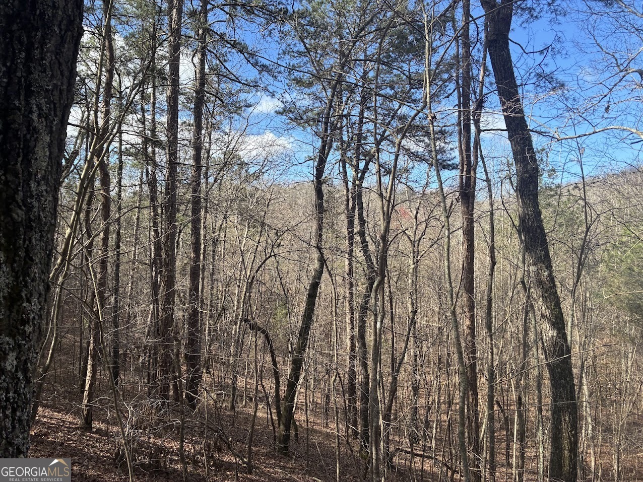 0 County Road 709 Valley Head, AL 35989 - Photo 23 of 38