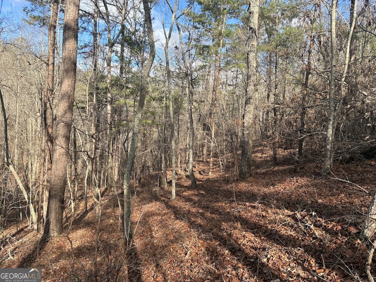 0 County Road 709 Valley Head, AL 35989 - Photo 25 of 38