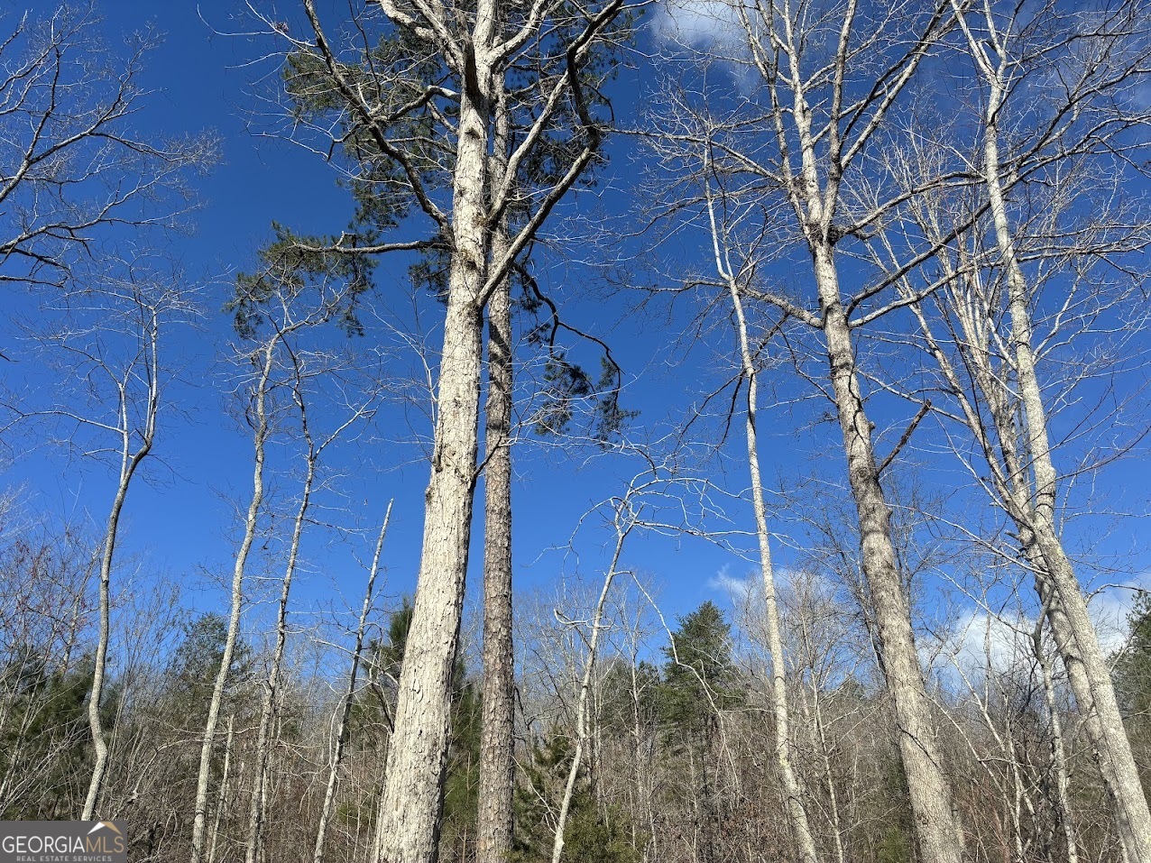 0 County Road 709 Valley Head, AL 35989 - Photo 25 of 36