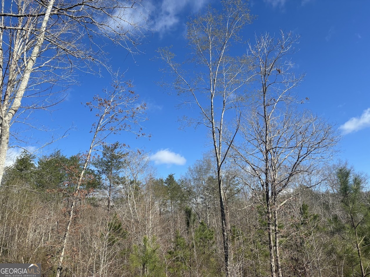 0 County Road 709 Valley Head, AL 35989 - Photo 28 of 38