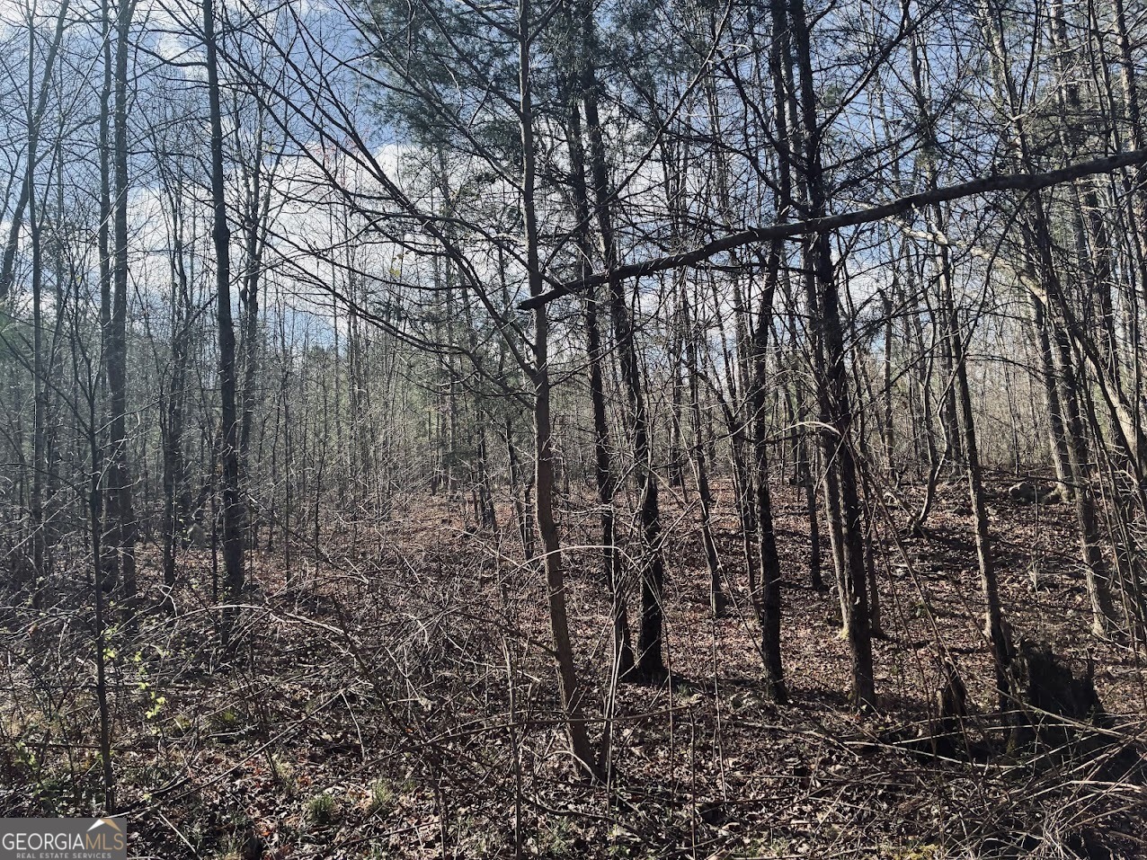 0 County Road 709 Valley Head, AL 35989 - Photo 10 of 36