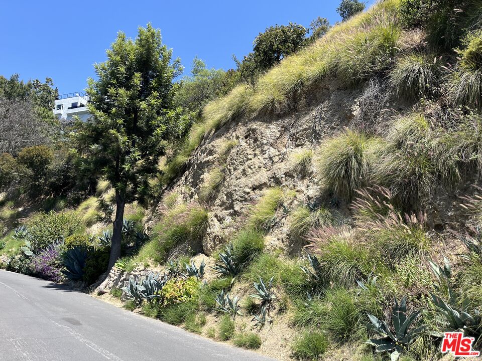 6053 Rodgerton Drive Los Angeles, CA 90068 - Photo 9 of 16 a view of a garden with plants and large trees