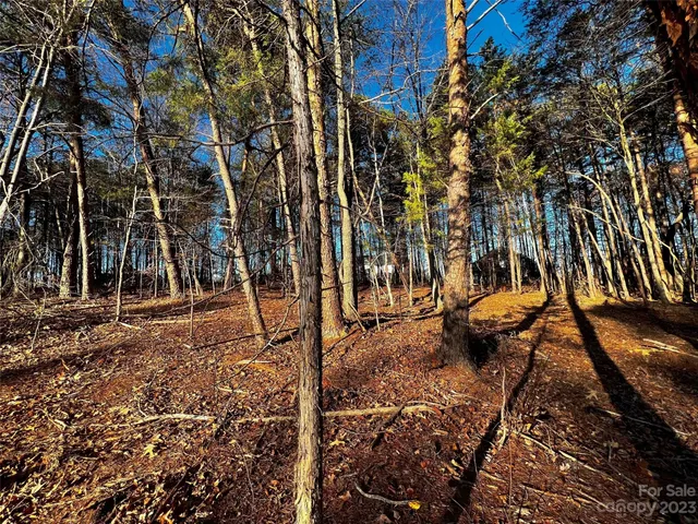 a view of a yard with plants and trees