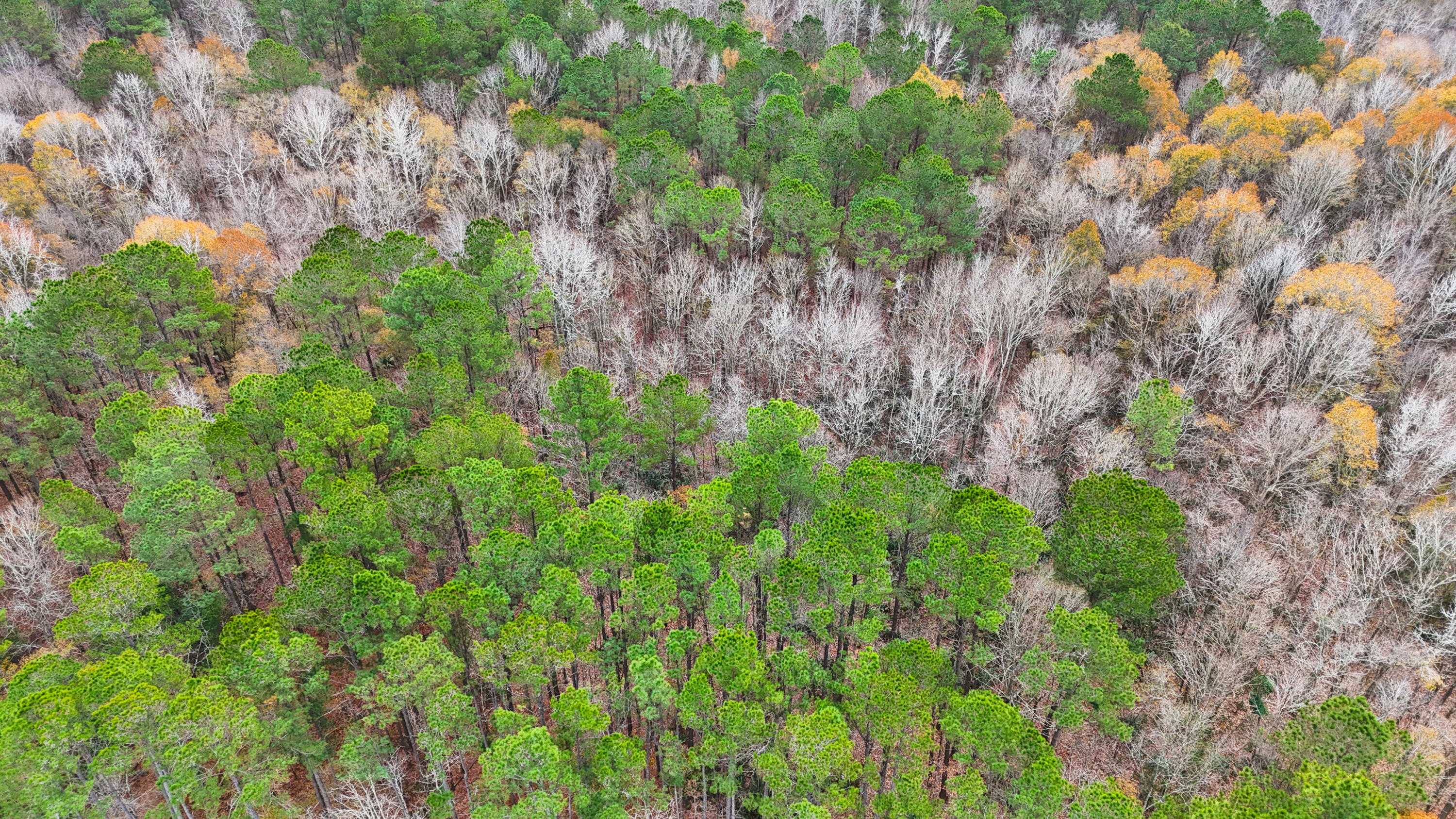 Tbd Tbd Bill Davis Road Summerton, SC 29148 - Photo 14 of 37 Gallery Image 14