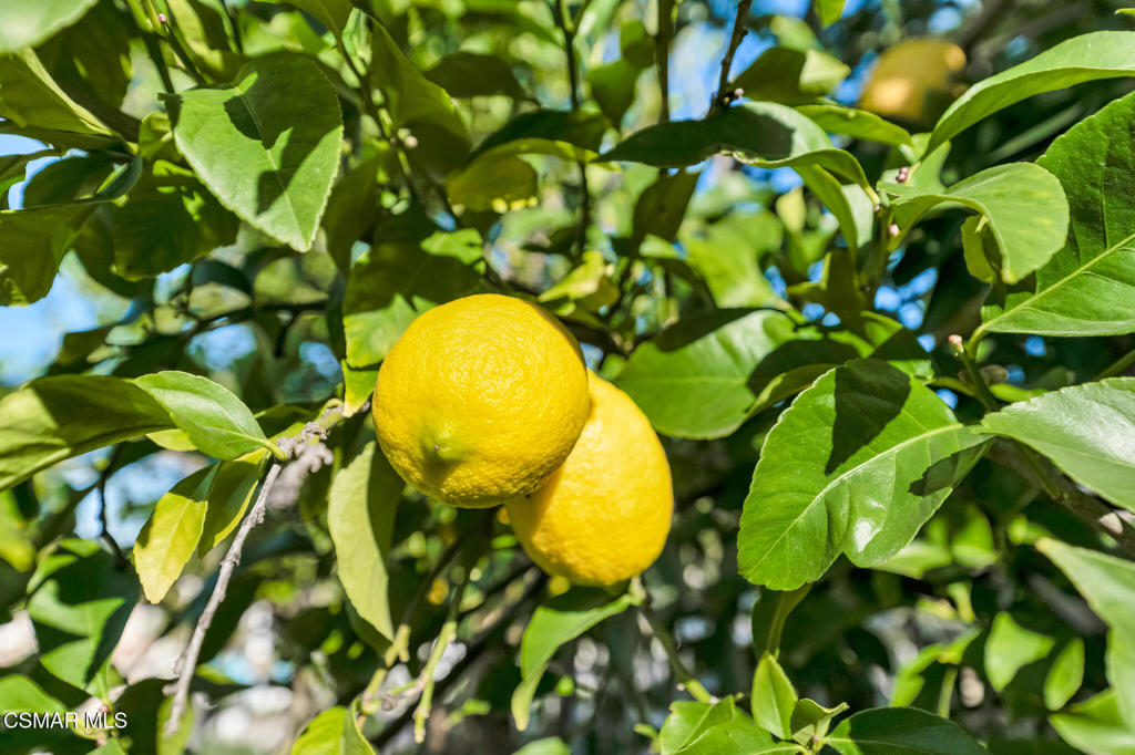 24739 Vía Madera Calabasas, CA 91302 - Photo 38 of 48