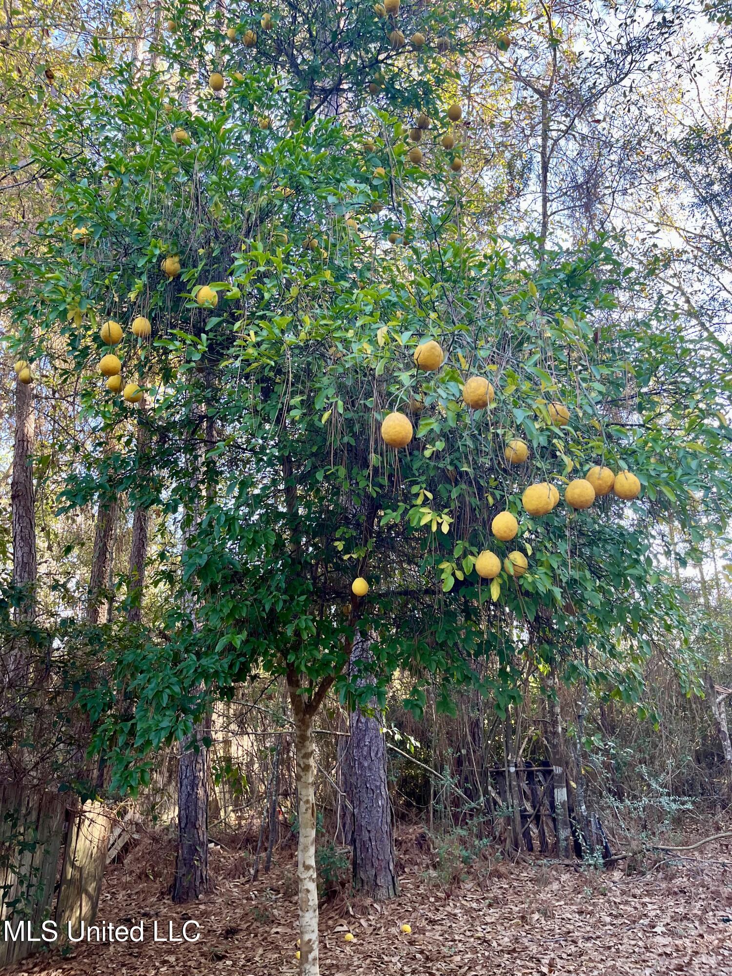 9748 Limu Way Diamondhead, MS 39525 - Photo 25 of 44 IMG_1085