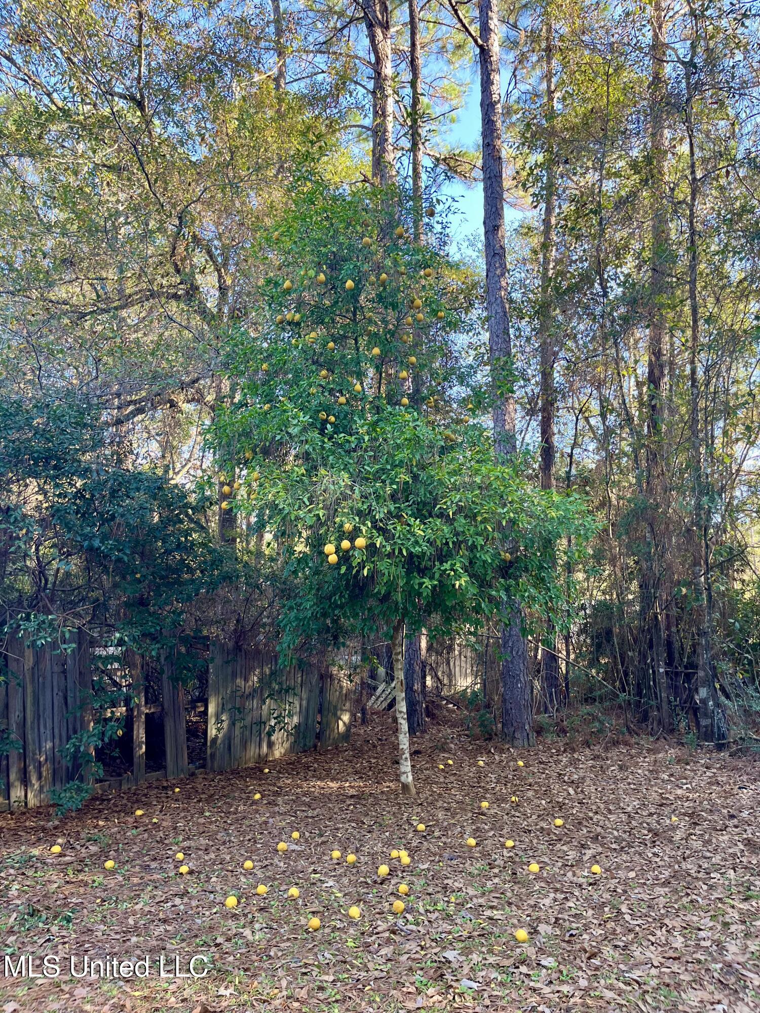 9748 Limu Way Diamondhead, MS 39525 - Photo 29 of 50 IMG_1090