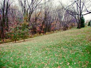 297 Zeigler Road Rochester, PA 15074 - Photo 3 of 8 Yard/Garden.