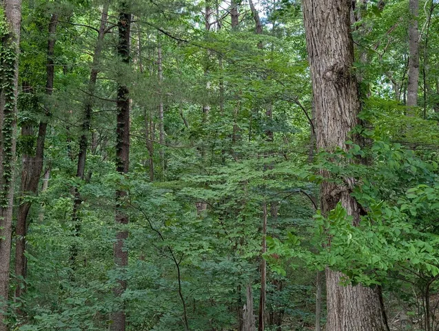 a view of a lush green forest