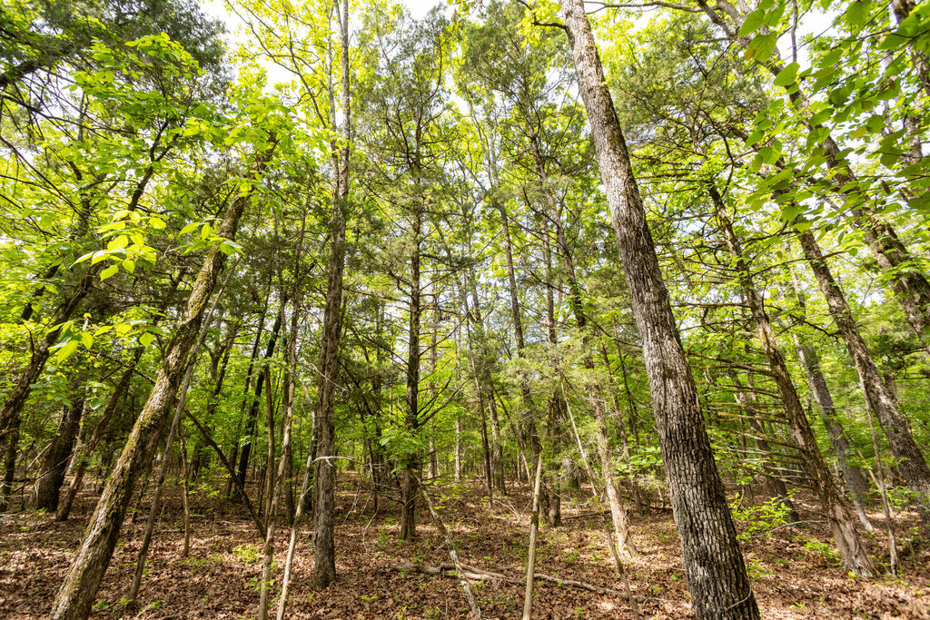 1 Horseshoe Bnd Road Lead Hill, AR 72644 - Photo 32 of 46 Wooded property featuring a dense canopy of mature trees and varied foliage