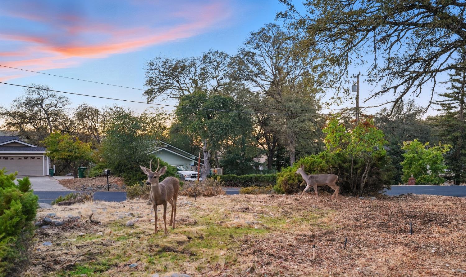 11585 Linnet Court Penn Valley, CA 95946 - Photo 38 of 53 a view of a outdoor space