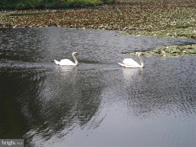 a view of river and trees in the background