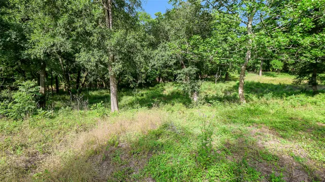 a view of a lush green space