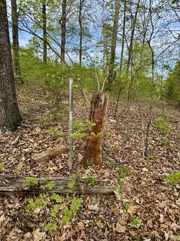 1 Lay Hollow Road Sharps Chapel, TN 37866 - Photo 21 of 25 a view of a yard with plants and large trees