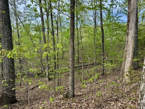 1 Lay Hollow Road Sharps Chapel, TN 37866 - Photo 23 of 25 a view of a garden