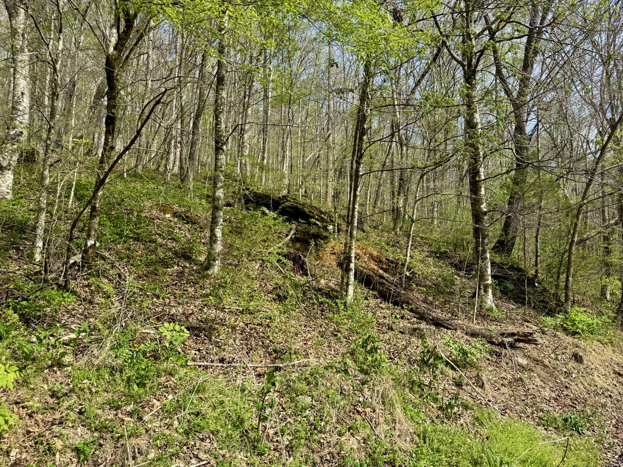 1 Lay Hollow Road Sharps Chapel, TN 37866 - Photo 3 of 25 a view of a yard with large trees