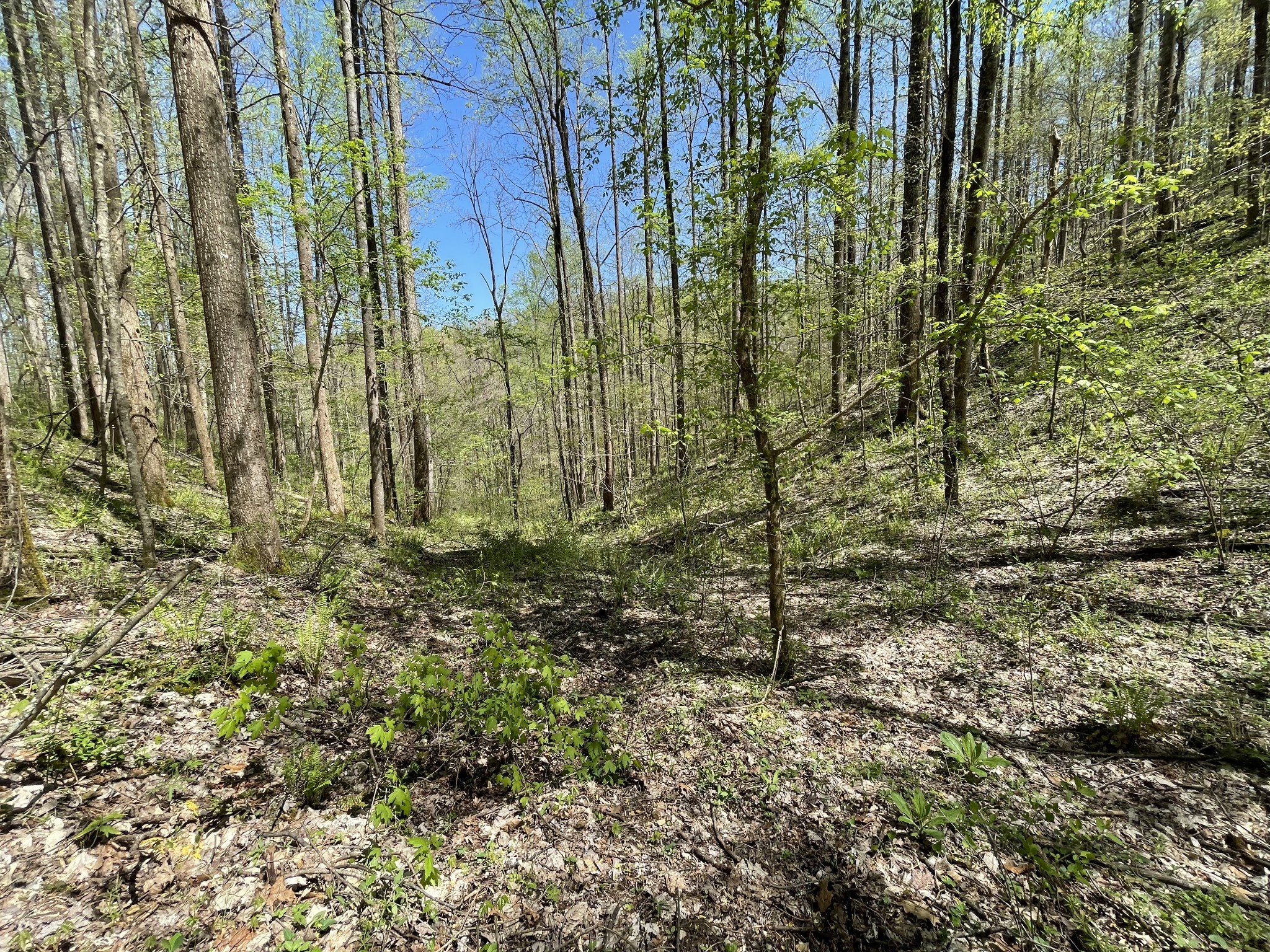 0 Tate Road Woodbury, TN 37190 - Photo 15 of 31 Gallery Image 15