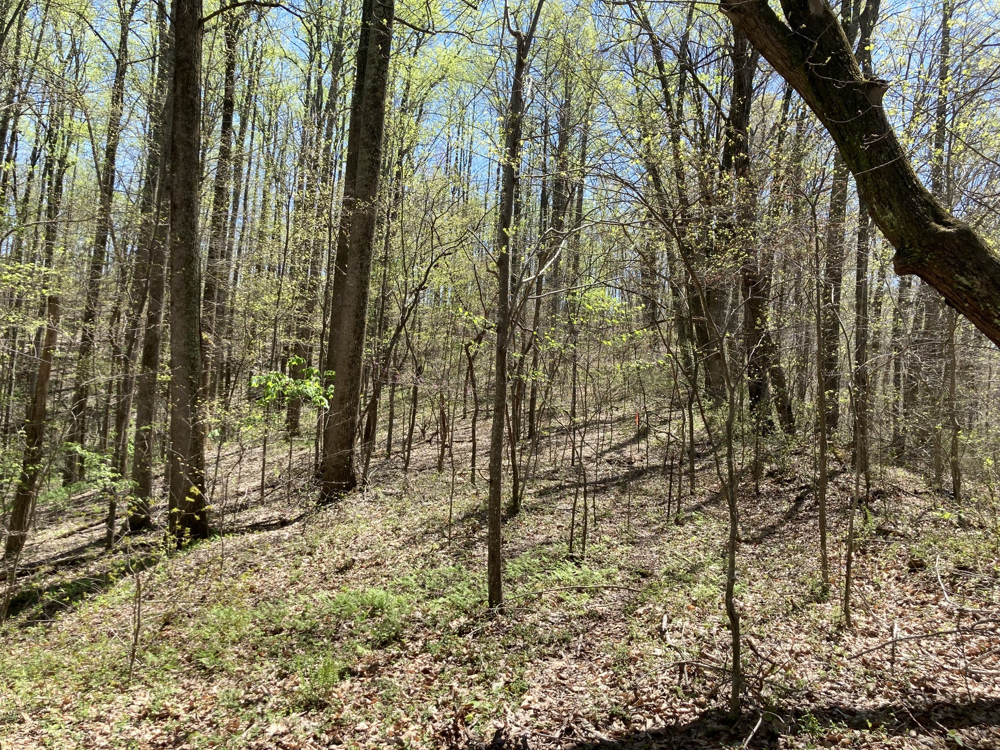 0 Tate Road Woodbury, TN 37190 - Photo 16 of 31 Gallery Image 16