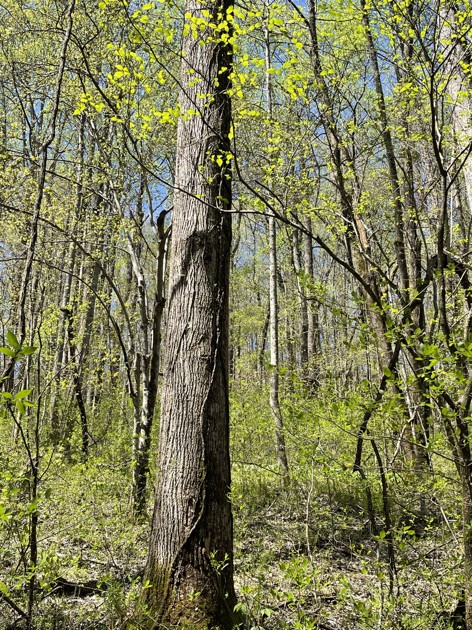 0 Tate Road Woodbury, TN 37190 - Photo 19 of 31 Gallery Image 19