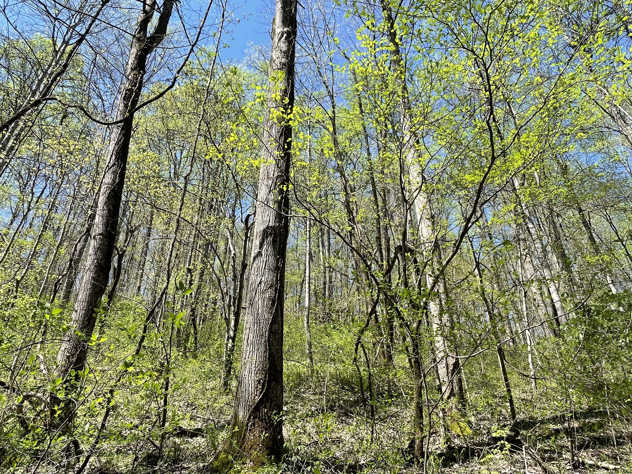 0 Tate Road Woodbury, TN 37190 - Photo 20 of 31 Gallery Image 20